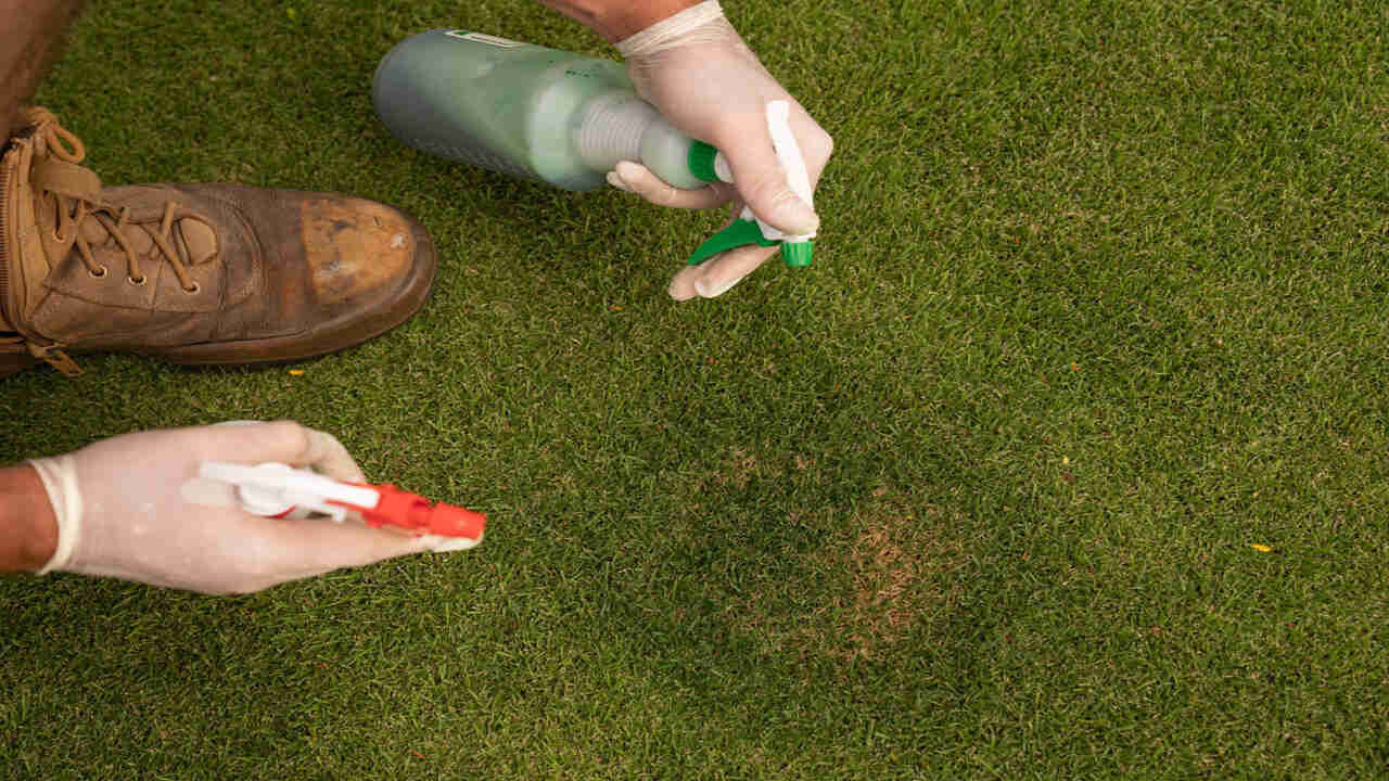 Pros And Cons Of Using Temporary Grass-Spray Paint On Your Bike Lawn